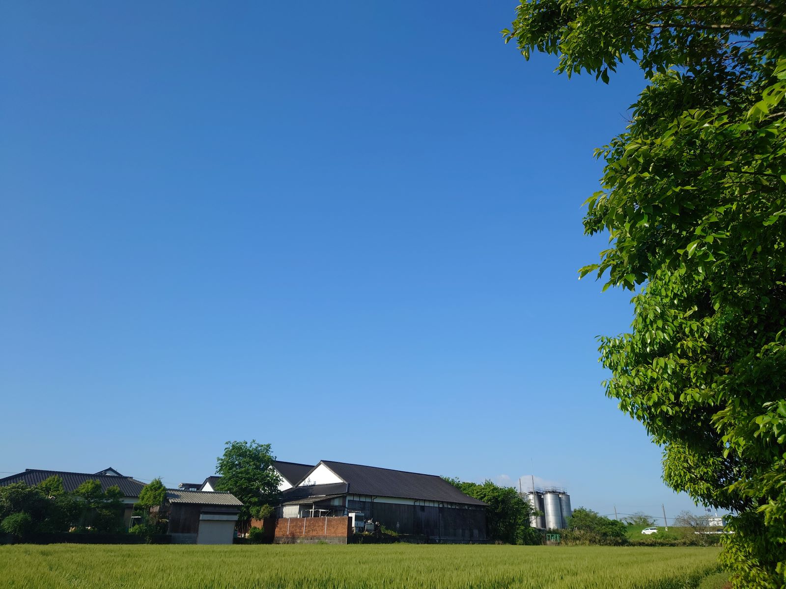 鷹正宗